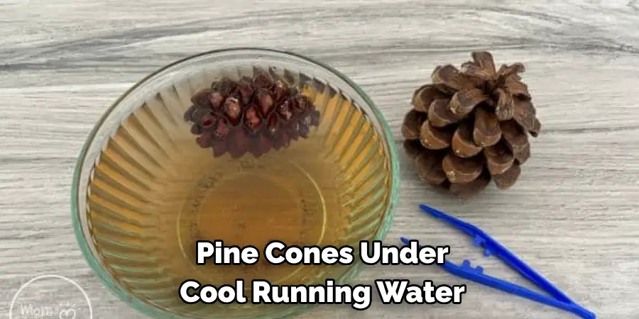 Pine Cones Under Cool Running Water