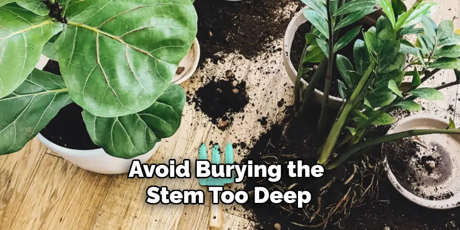 Avoid Burying the Stem Too Deep