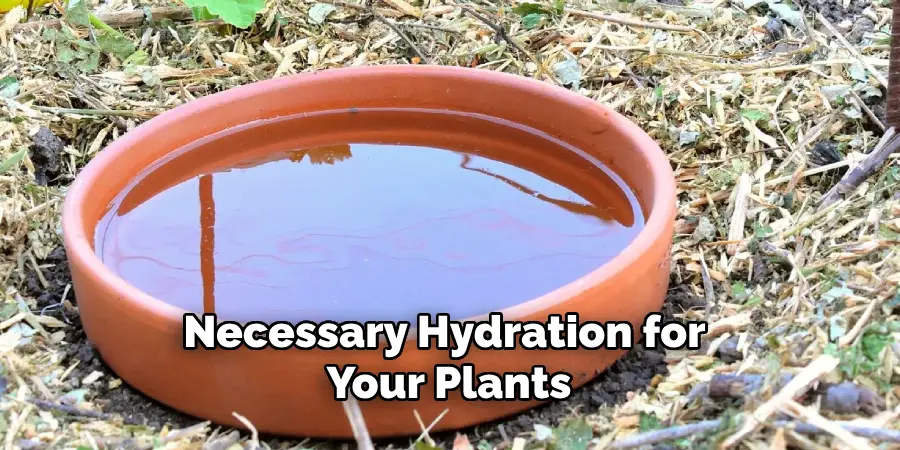Necessary Hydration for Your Plants