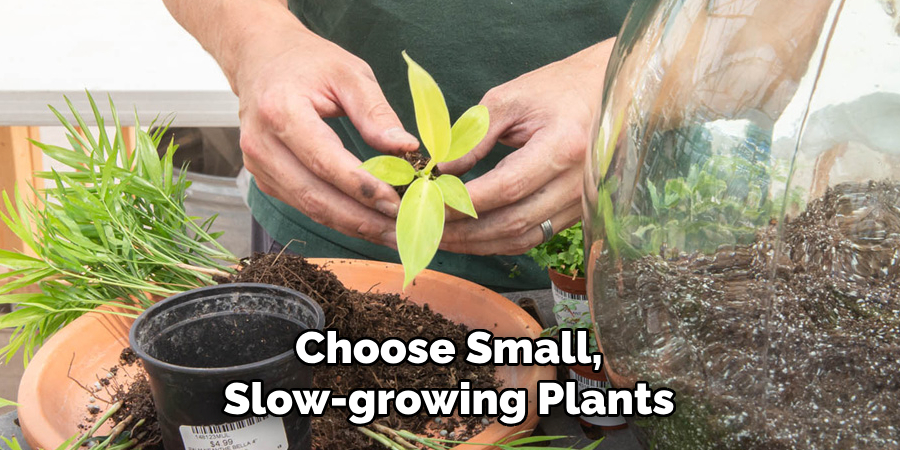 Choose Small, Slow-growing Plants