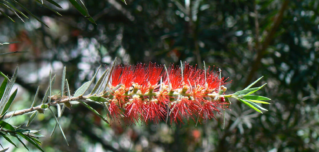 How to Make Bottle Brush Trees