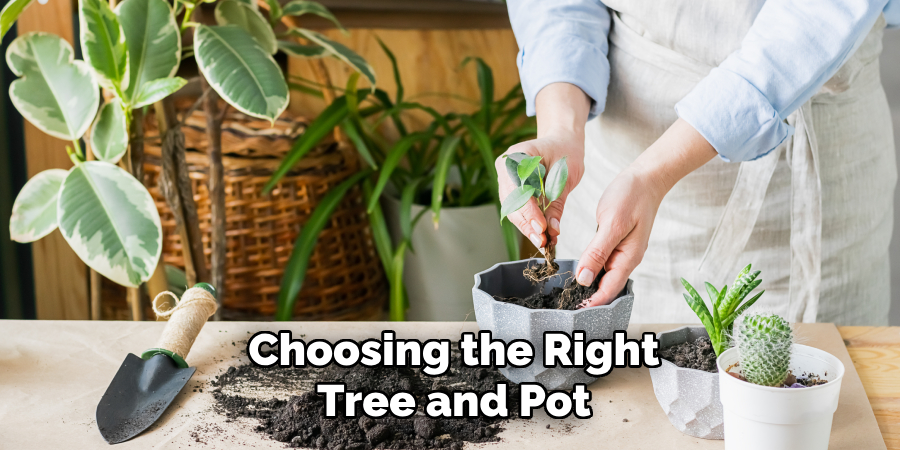 Choosing the Right
Tree and Pot