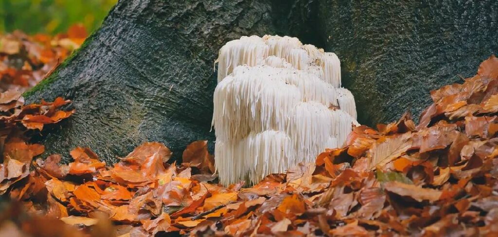 How to Make Paper Mushroom