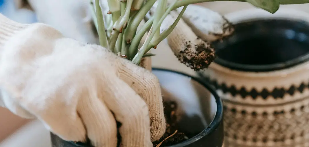 How to Get Plant Out of Ceramic Pot