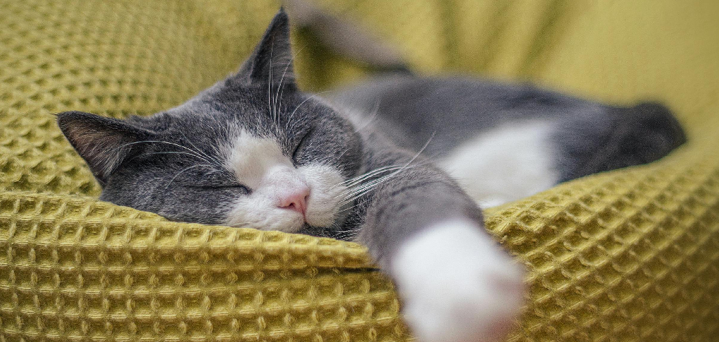 How to Crochet a Cat Bed