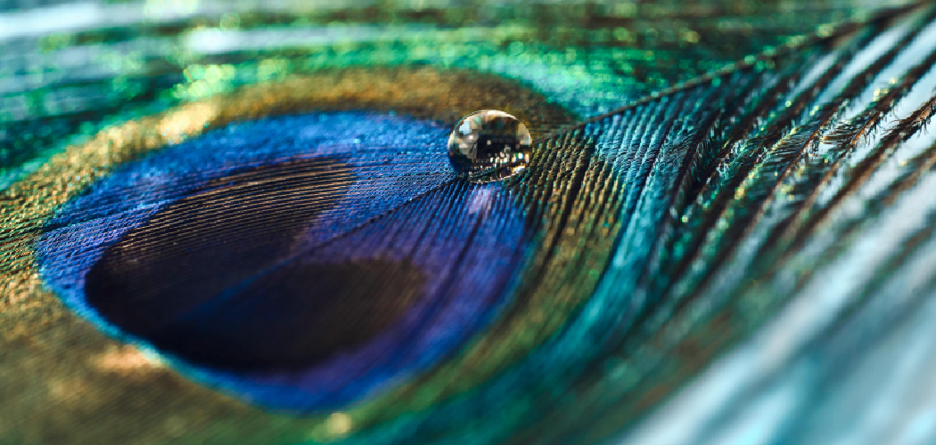 How to Make a Peacock Feather