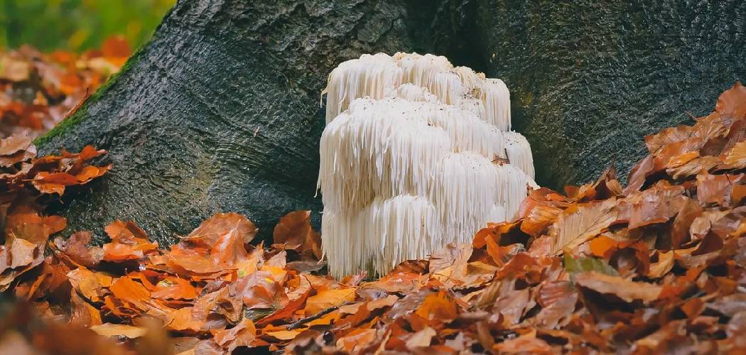 How to Make Paper Mushroom