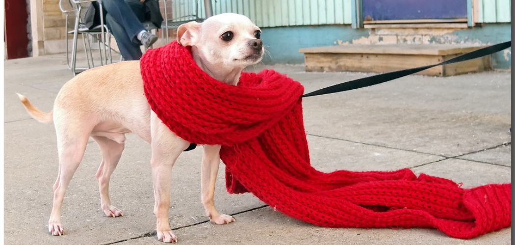 How to Crochet a Dog Scarf