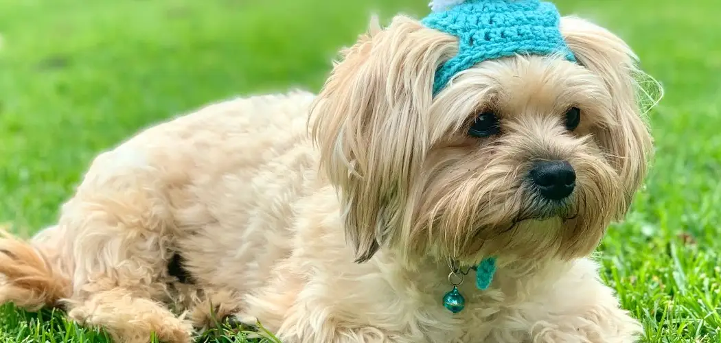 How to Crochet Dog Hat